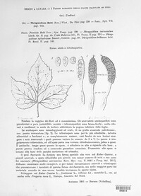 Phragmidium bulbosum image